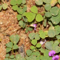 Grona triflora (L.) H.Ohashi & K.Ohashi